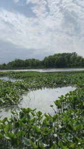 Image description: urban wildlife refuge outdoor photo with partly cloudy sky, a marsh with trees in the back and small plants growing out of the water.